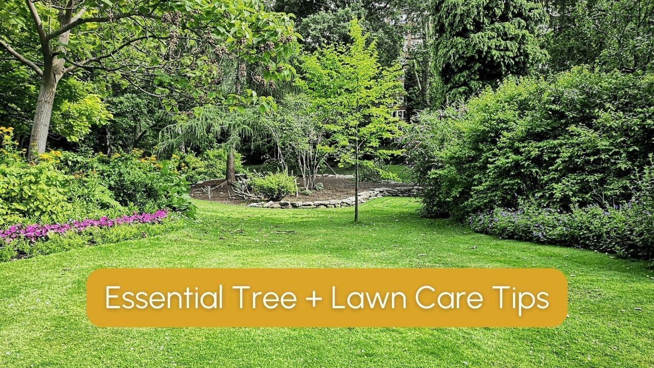 The Complete Guide to Essential Tree + Lawn Care | yael + co.