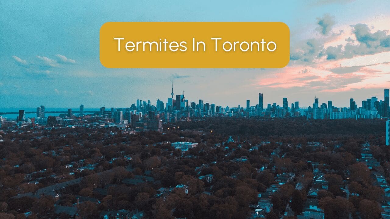 Everything You Need to Know About Termites in Toronto
